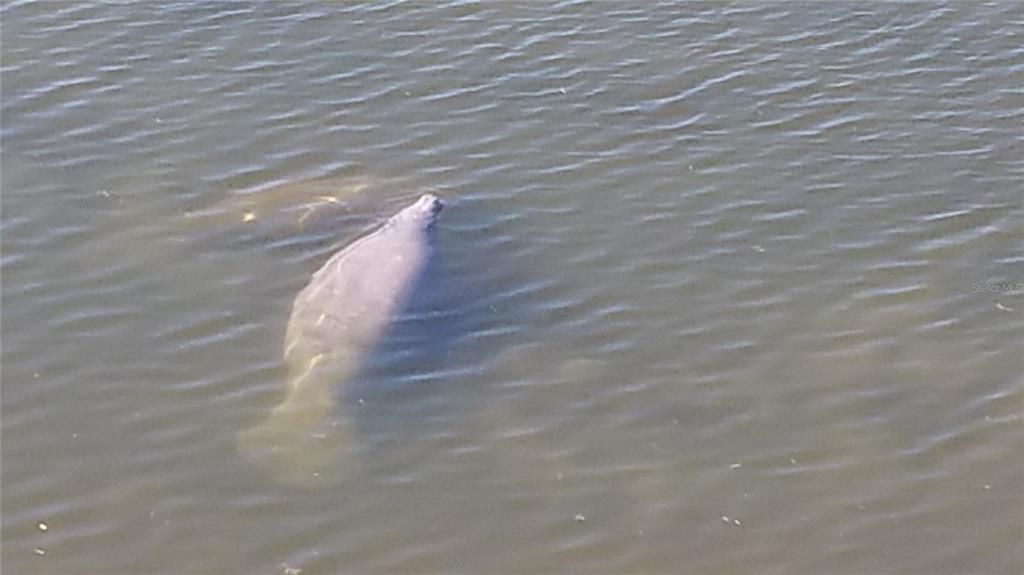 Manatees