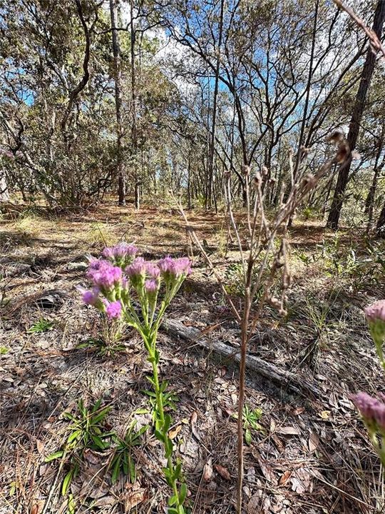 На продажу: $35,000 (0.28 acres)