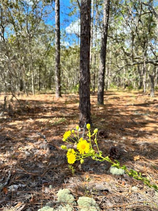 На продажу: $35,000 (0.28 acres)