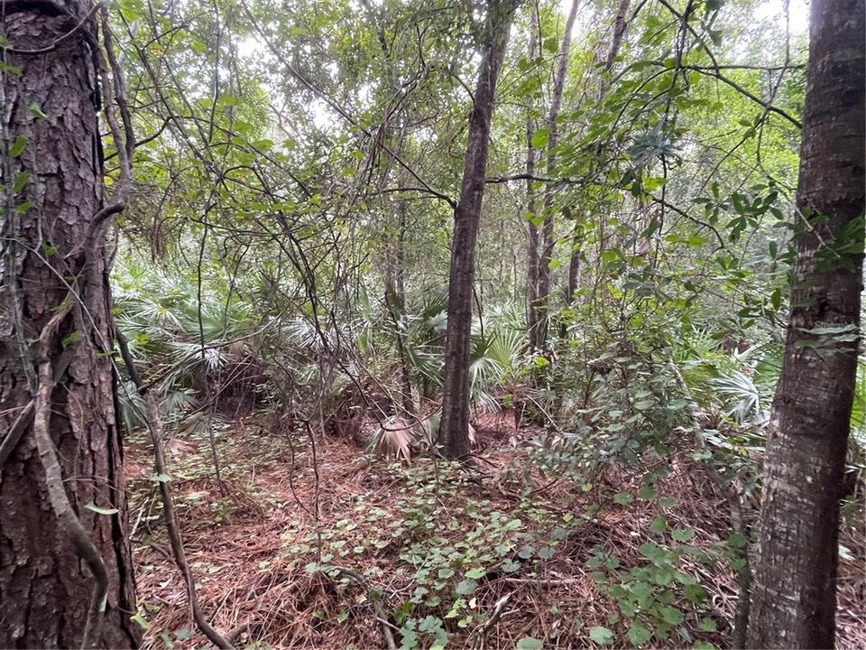 En Venta: $124,900 (1.24 acres)