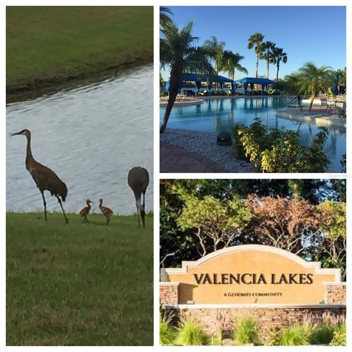 FUN FACT: THERE ARE 43 LAKES/PONDS IN VL! ENJOY THE GREEN SPACE & WILDLIFE !