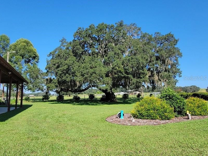 Front yard