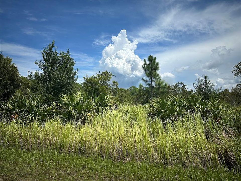 На продажу: $30,000 (0.31 acres)