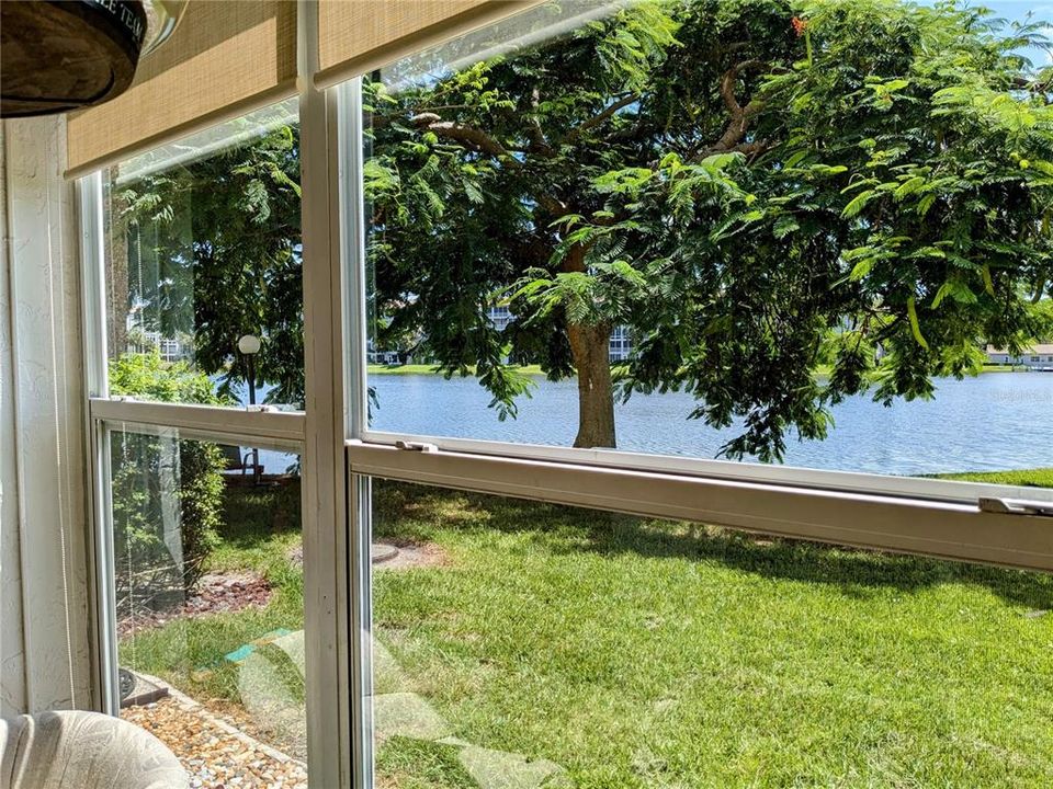 Lanai views to delight: amazing Royal Poinciana (after blooming season), shady seating & light while overlooking lake