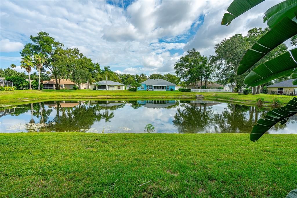 Pond view