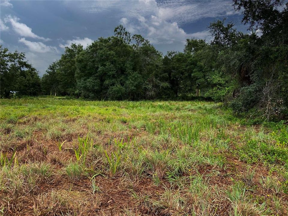 Cleared land