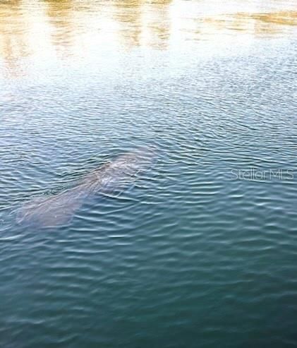 Manatees Come to Visit Each Season!