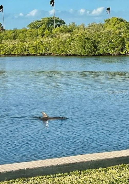 Dolphins Playing in Your Backyard!