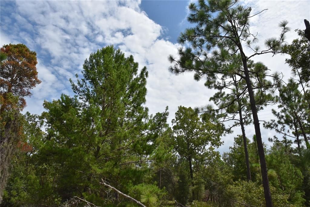 En Venta: $169,900 (21.62 acres)