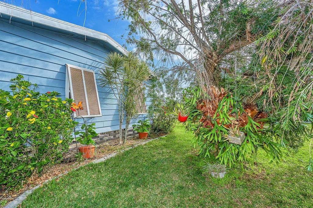 Back of home with Beautiful Tree