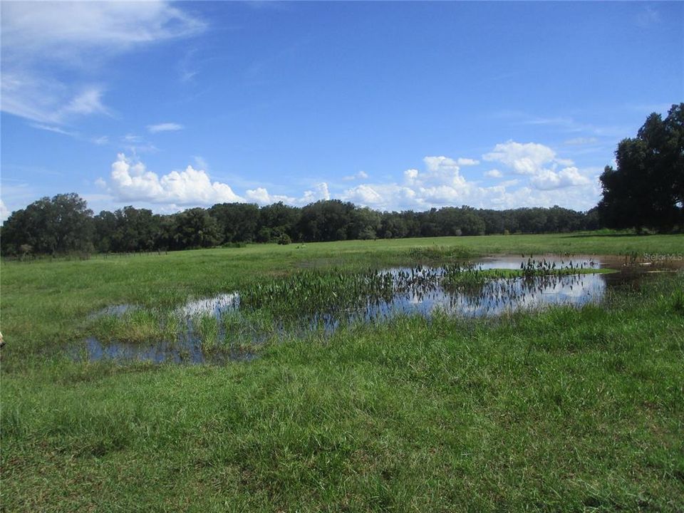 FRONT POND PERFECT FOR WATERING CATTLE