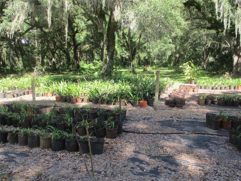 PART OF ACREAGE USED AS NURSERY