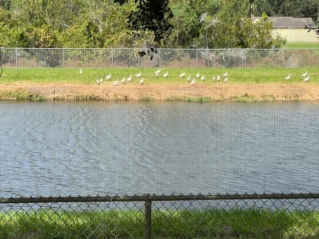 Back yard water view of the White Birds