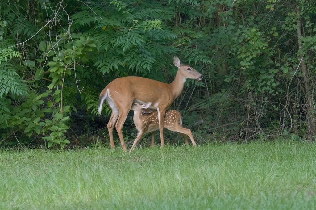 For Sale: $250,000 (5.00 acres)