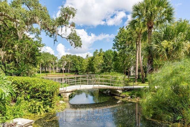 Tranquil pond brimming with bird, turtle and squirrel activity