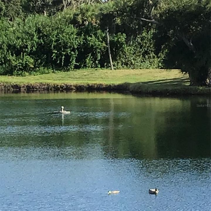 Pond located near shuffleboard