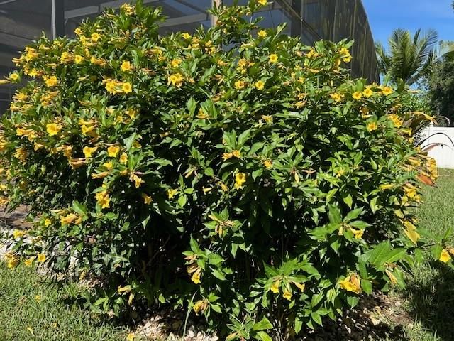 Backyard Flowers in the Spring