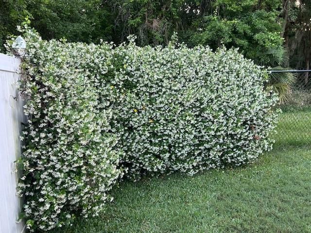 Backyard Flowers in the Spring