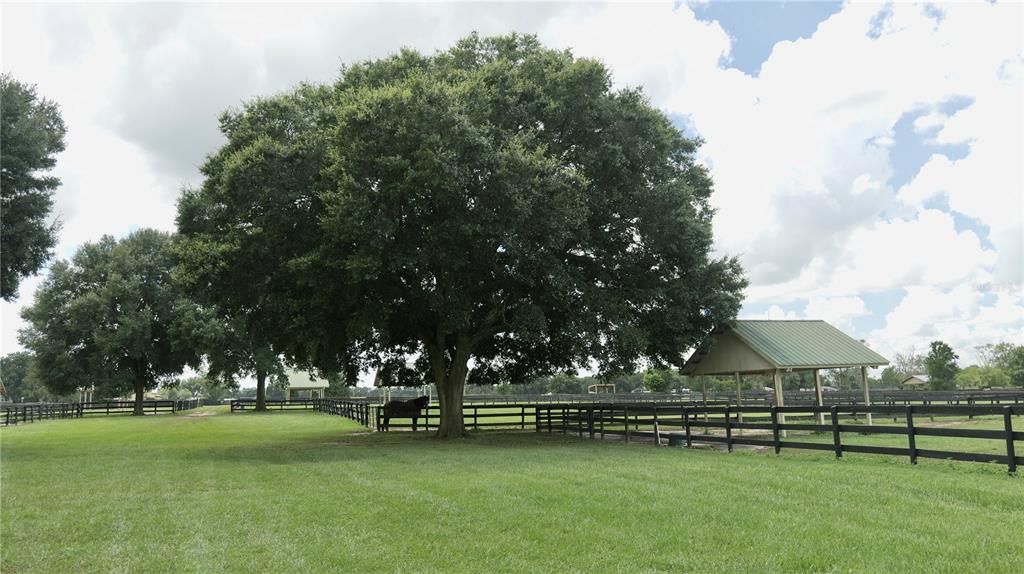 Paddocks with Mature Oaks and Run In