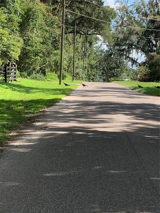 Wild turkeys crossing Neff Lake Rd next to property