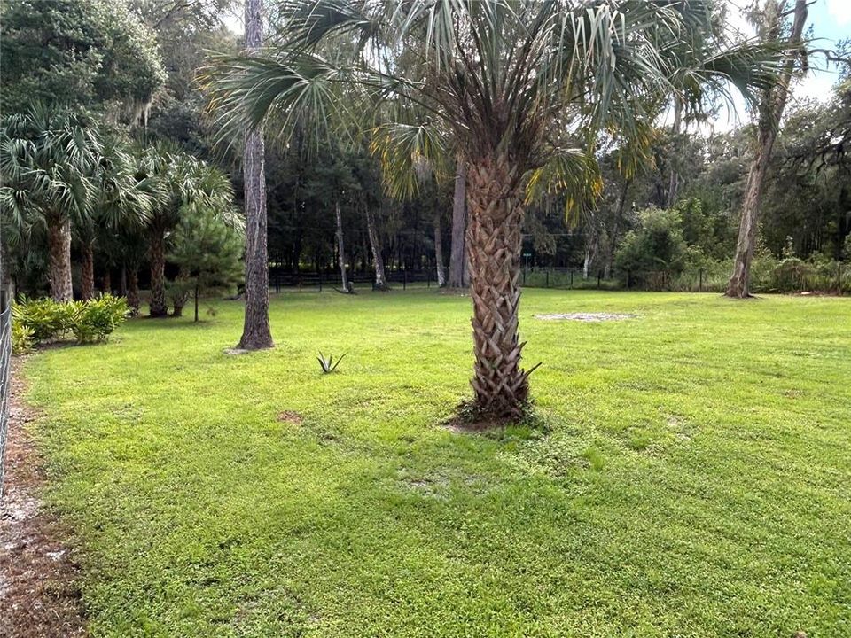 Palms on property