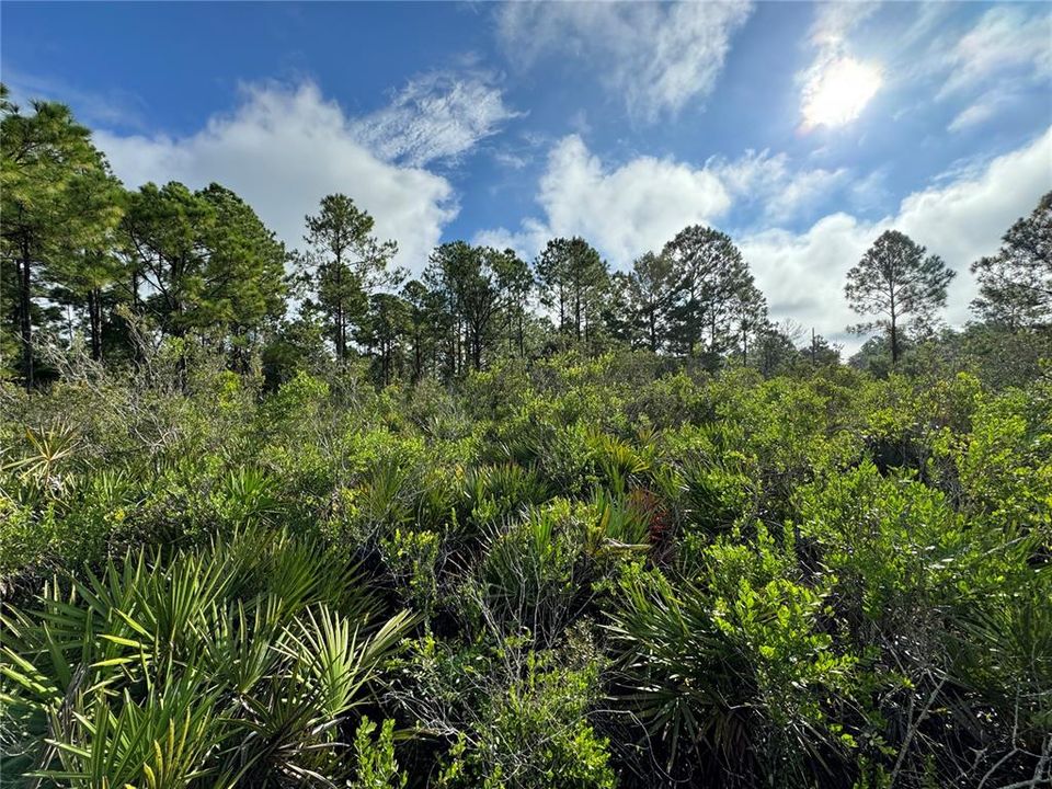 На продажу: $21,000 (0.23 acres)