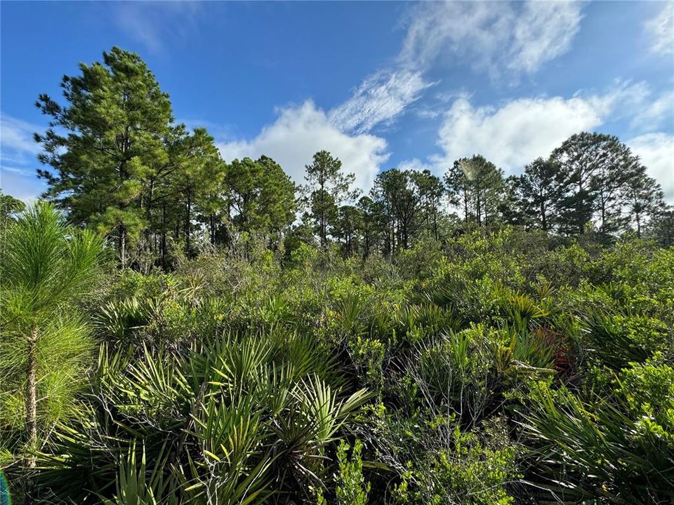 На продажу: $21,000 (0.23 acres)