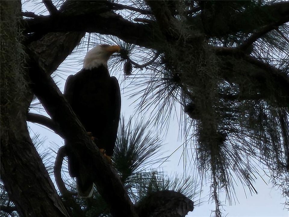 Resident eagle