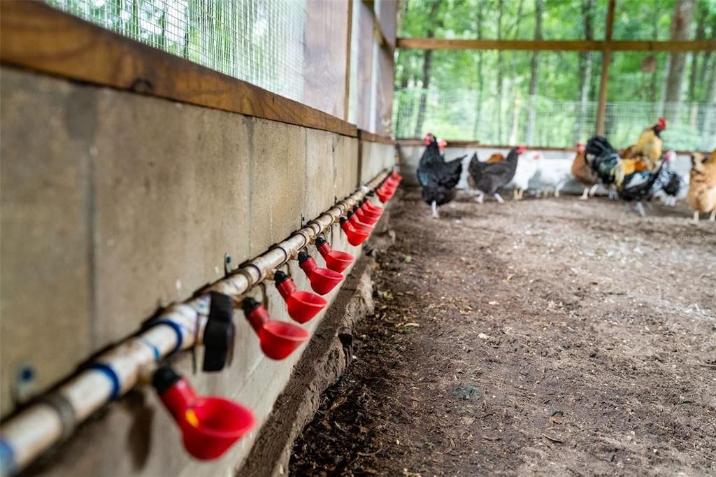 Watering System for Chickens