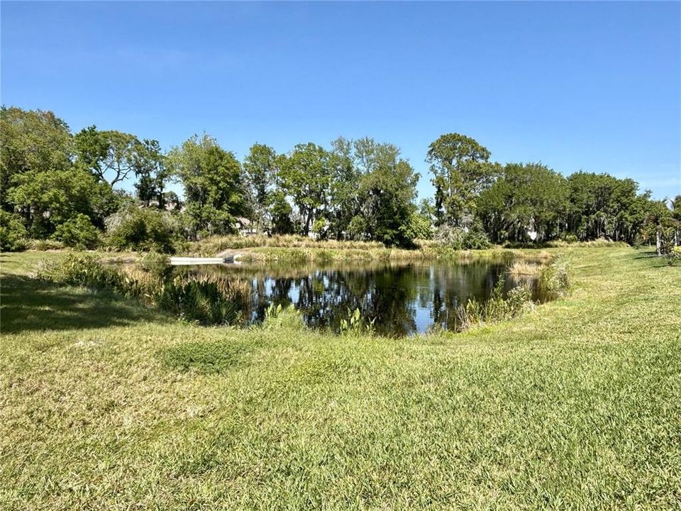 Pond view