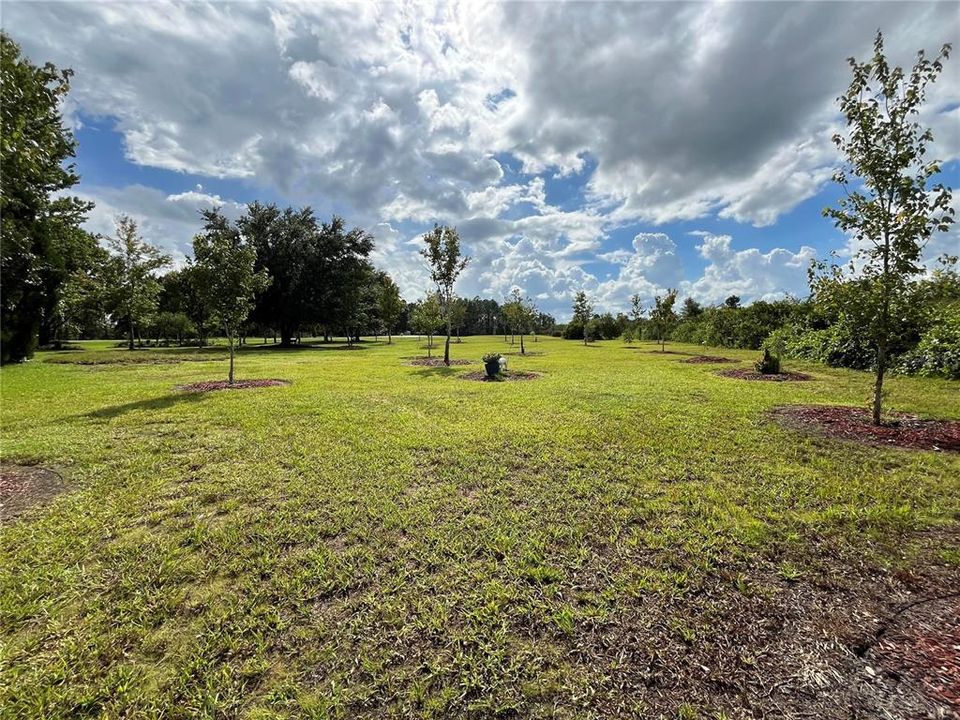 View of Landscaping