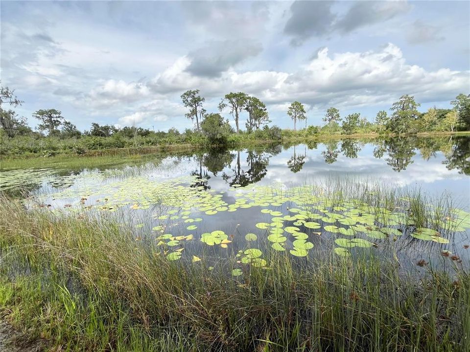 Pond View - Walking Trail around entire Pond