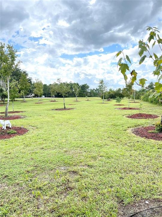 View of Landscaping