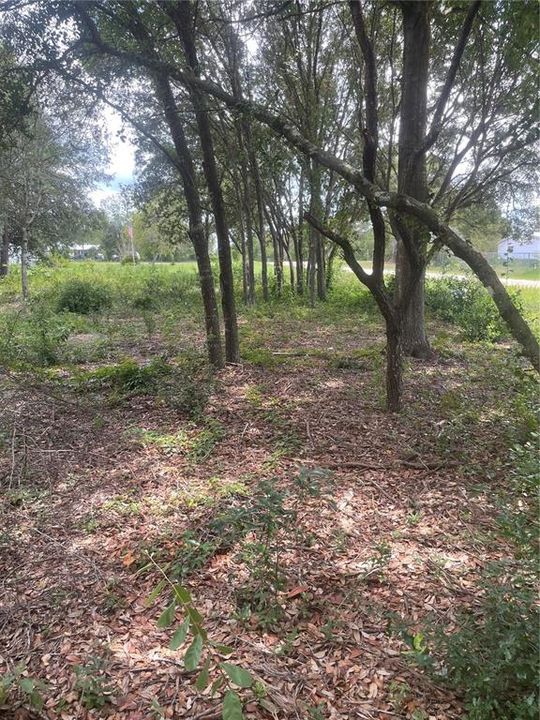 En Venta: $49,000 (1.15 acres)