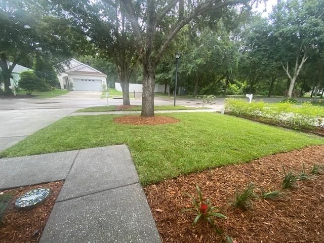 Freshly installed St Augustine manicured lawn with mulch around the just trimmed trees!