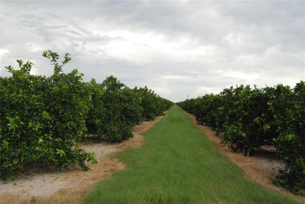 Recently Sold: $59,900 (10.00 acres)