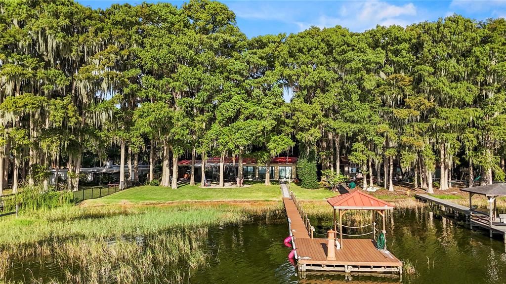 cypress trees in backyard