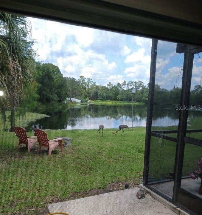 View to lake without ice lettuce