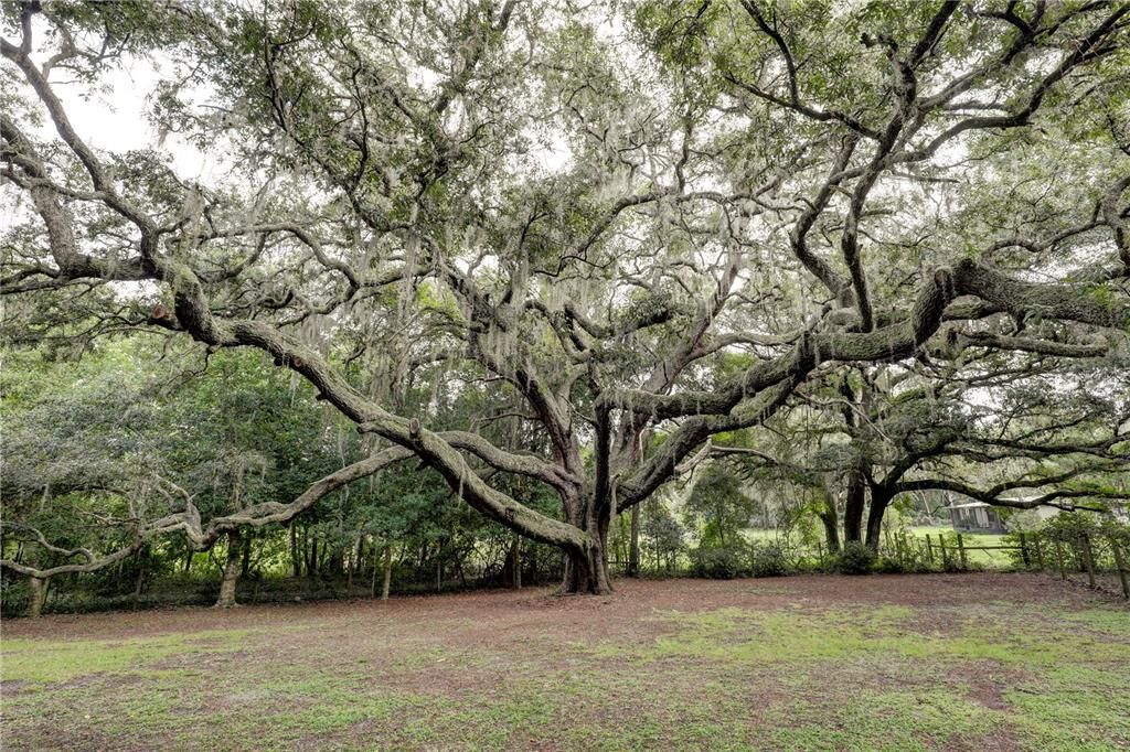 Large Yard