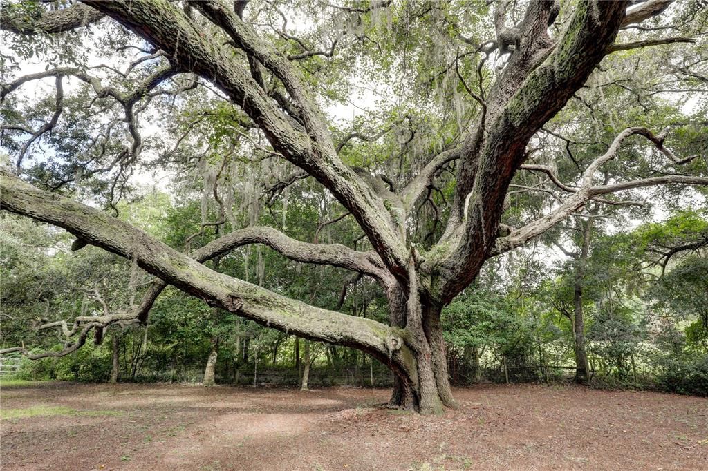 Stately Oaks