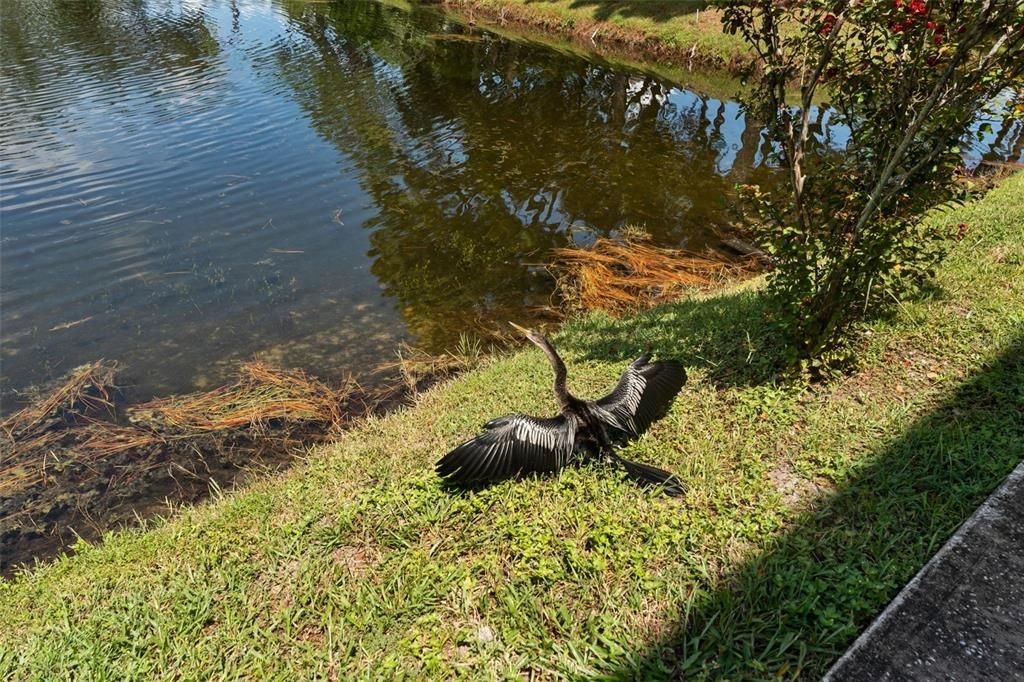 Hard to resist pics of our wonderful Florida birds enjoying the sun!