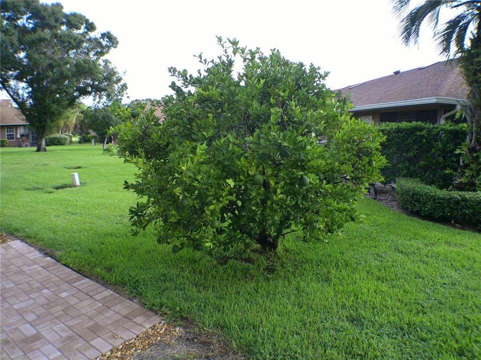 Citrus Tree