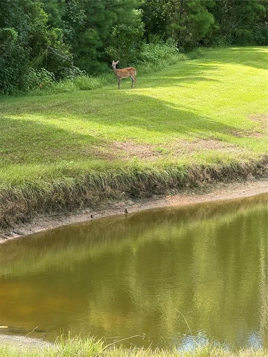 Deer.. In your Backyard