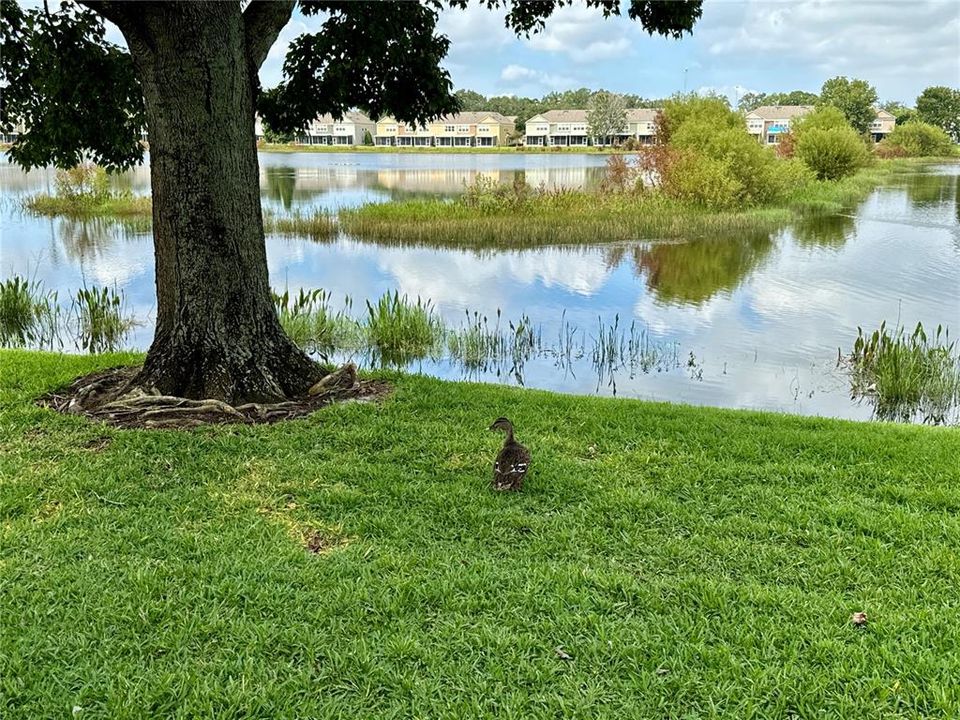 Pond view