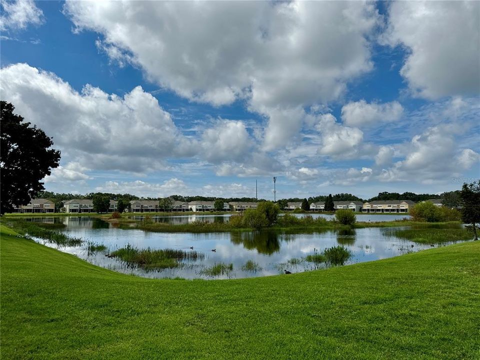 Pond view