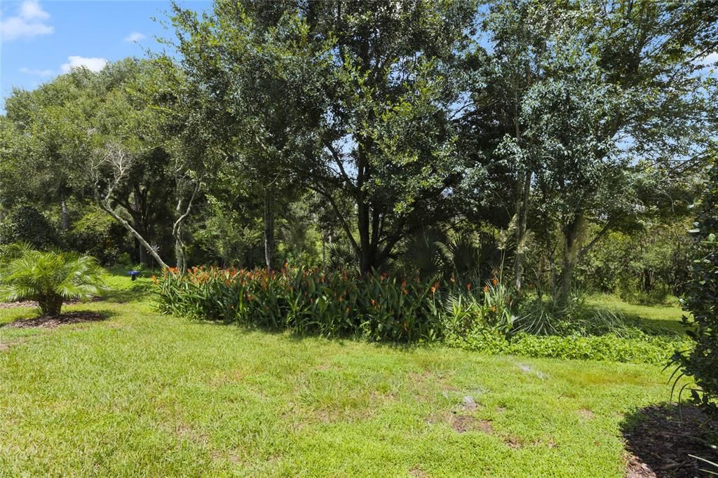 View of the backyard & a conservation area view