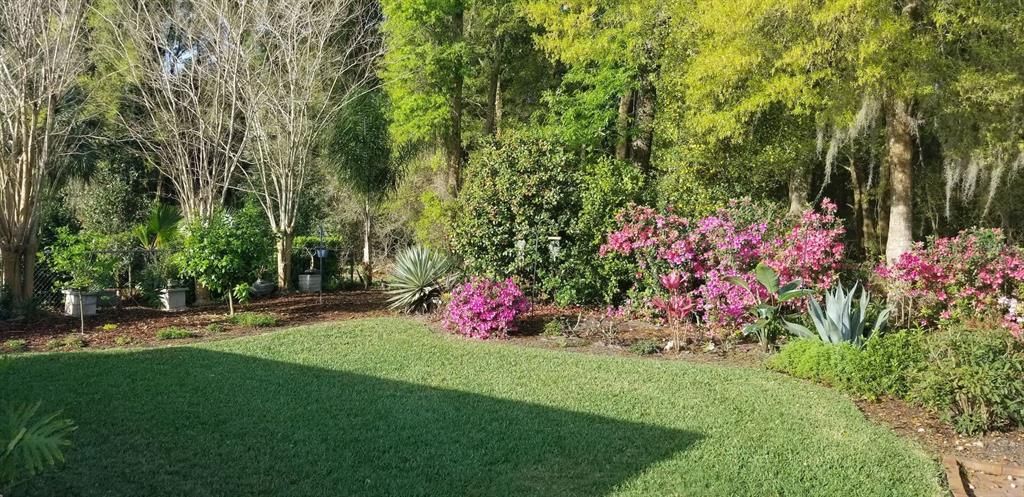 More Beautiful Full Perennial Flowers, Lemon, Grapefruit & Bluberry Trees/Bushes.