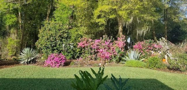 Beautiful Flowering Cemelias, Azalea... Butterfly Garden w/ Hummingbird and Milkweed bushes Backyard over looks the Ross Prairie Preserve.