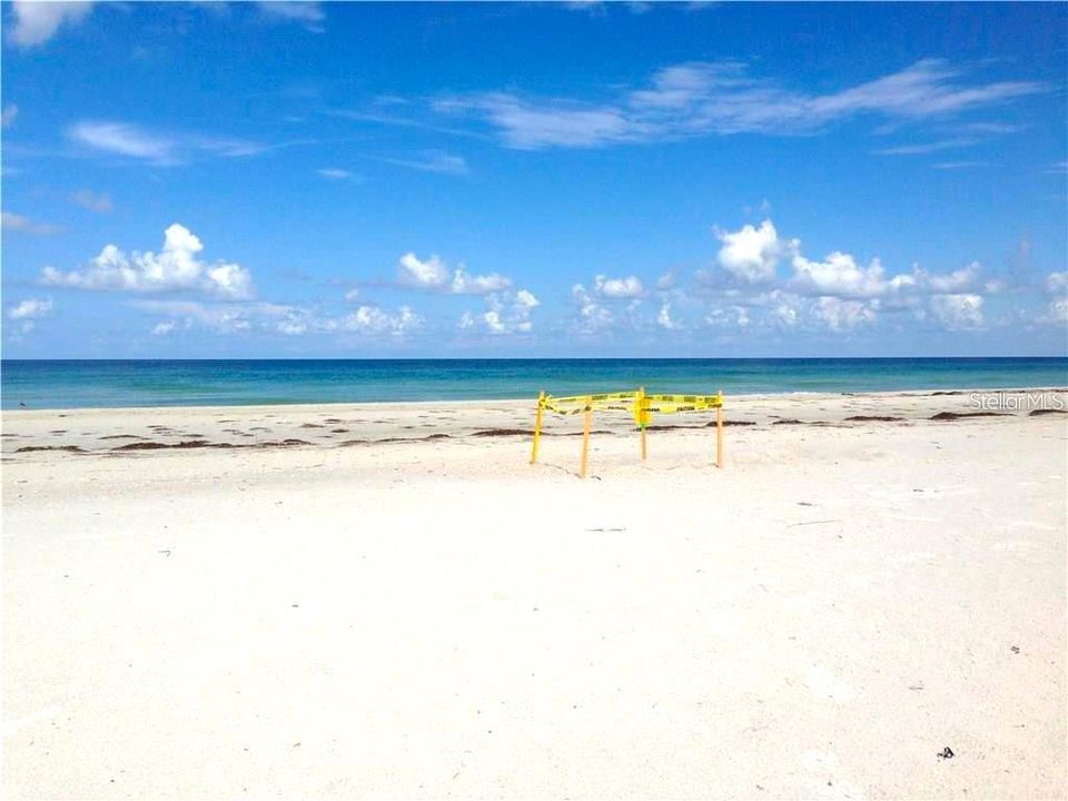 Sea Turtle Nest on the Beach