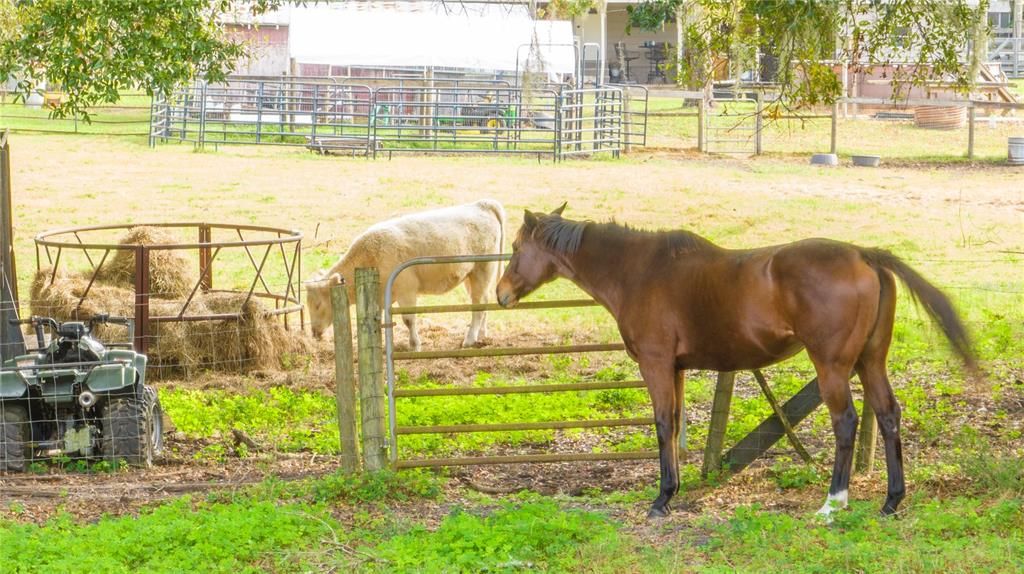 En Venta: $887,000 (5 camas, 3 baños, 2468 Pies cuadrados)